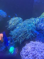 IMG_2593.jpeg