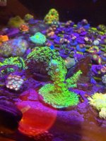 IMG_0778.jpeg