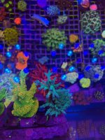 IMG_0777.jpeg