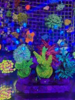 IMG_0776.jpeg