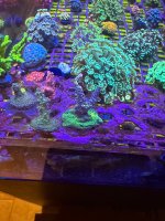 IMG_0774.jpeg