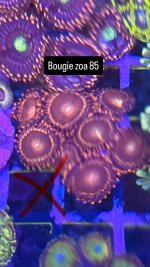 E1E1A318-6C56-43E8-91E0-787C63AEBC64.jpeg