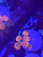 IMG_0680.jpeg
