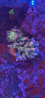 IMG_7619.jpeg