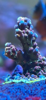 IMG_7330.jpeg