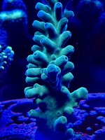 IMG_7334.jpeg