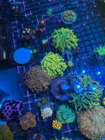 IMG_7982.jpeg