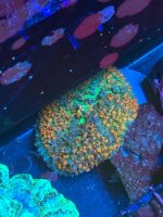 IMG_7972.jpeg
