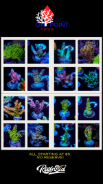 reefnbid7_9.png