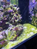 algae1.jpg