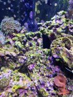 algae2.jpg