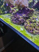 algae3.jpg