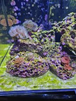 algae.jpg