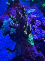 IMG_0583.jpeg