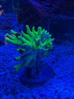 IMG_0582.jpeg