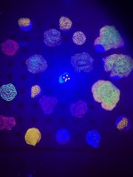 IMG_0921.jpeg