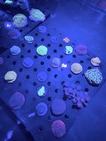IMG_0933.jpeg