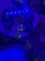 IMG_1085.jpeg