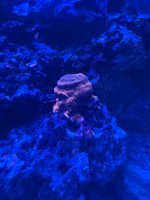 IMG_9587.jpeg