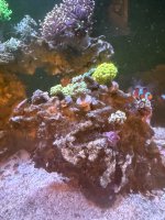 IMG_9612 (1).jpeg