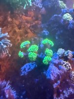 IMG_9575.jpeg