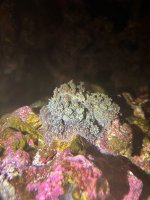 IMG_0851.jpeg