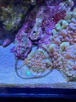 IMG_4175.jpeg
