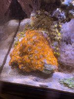IMG_4433.jpeg
