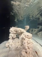 IMG_2144.jpeg
