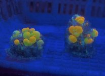 IMG_5337.jpeg