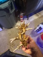 IMG_1138.jpeg