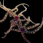reef-genetics-micro-brittle-starfish-sustainably-aquacultured-5-pack-1146290817.jpg