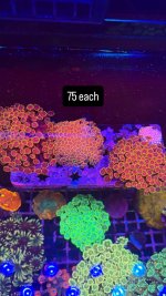 BB13BFED-56F8-4CA6-B964-8ADBDCEB4BA5.jpeg