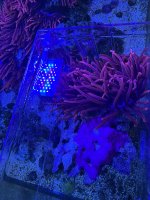 IMG_2546.jpeg