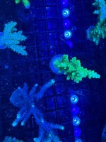 IMG_1132.jpeg