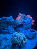 IMG_1098.jpeg