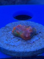 IMG_1075.jpeg