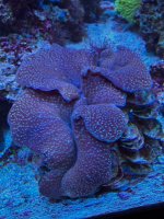 IMG_8422.jpeg