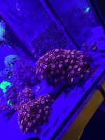 IMG_5802.jpeg