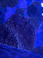 IMG_1575.jpeg