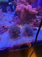 IMG_0811.jpeg