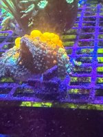 IMG_1467.jpeg