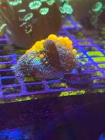 IMG_1466.jpeg