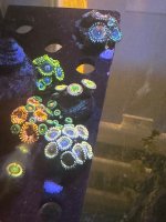 IMG_4538.jpeg
