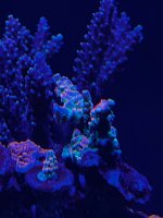 IMG_1237.jpeg