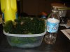 dsc04472.jpg