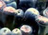 Zooeatingnudi.jpg