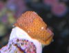 OrangeSpots.jpg