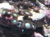 half way gone zoas.JPG