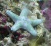 Starfish.JPG